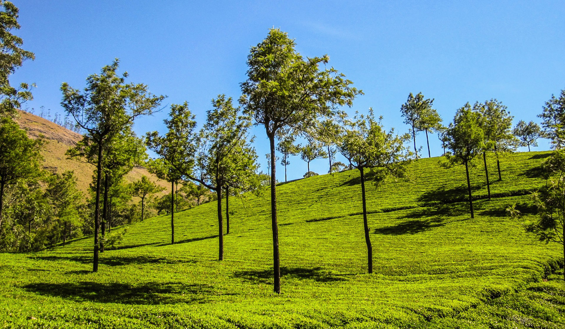 Munnar Heritage Cottages